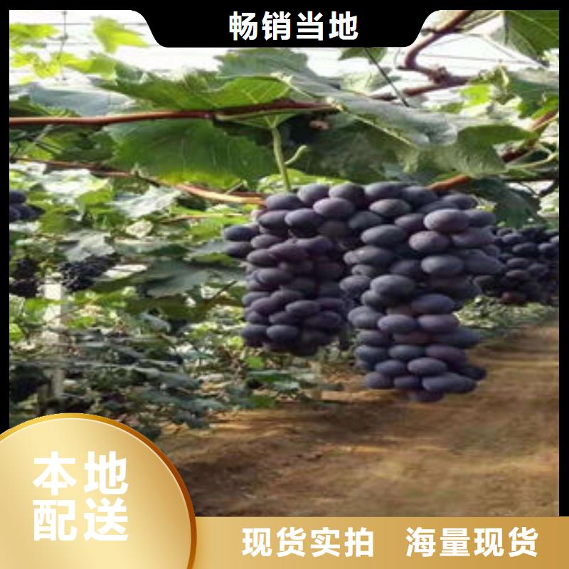 葡萄苗板栗苗大品牌值得信赖