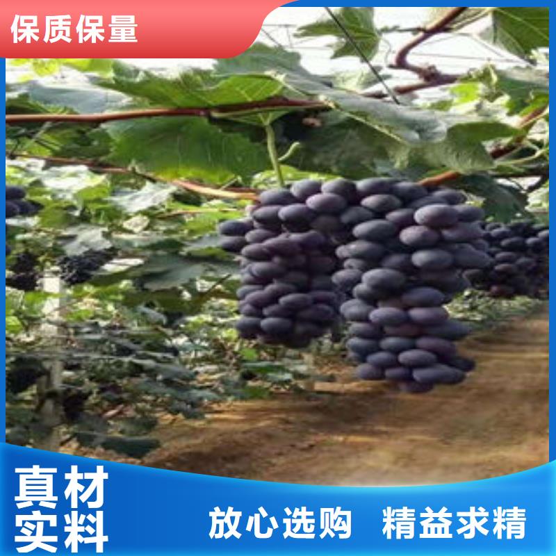 葡萄苗板栗苗價(jià)格實(shí)惠
