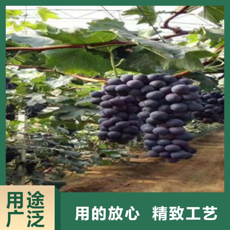 葡萄苗支持非標(biāo)定制