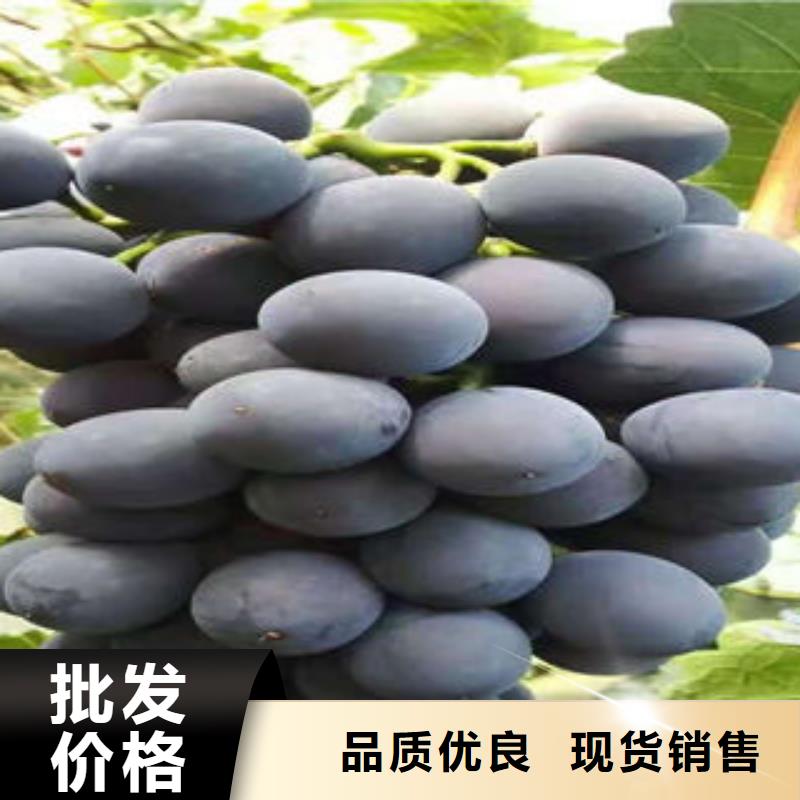 葡萄苗花椒苗一站式服务