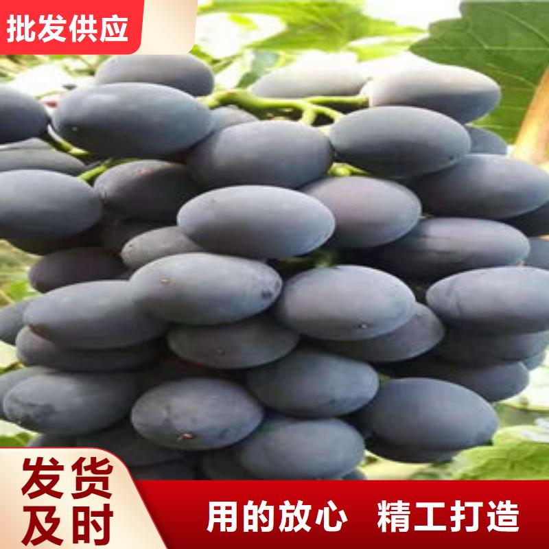葡萄苗桃樹苗用品質(zhì)說話
