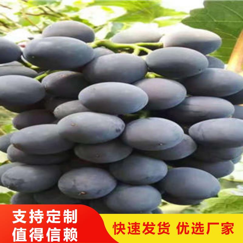 葡萄苗,桃樹苗0中間商差價