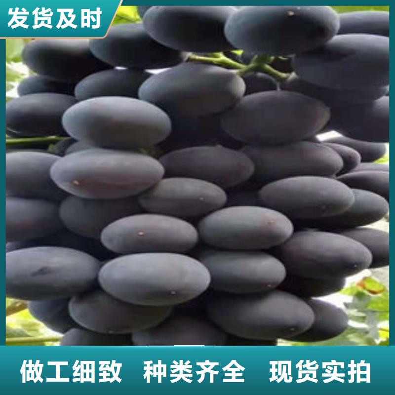 葡萄苗桃樹苗卓越品質(zhì)保障
