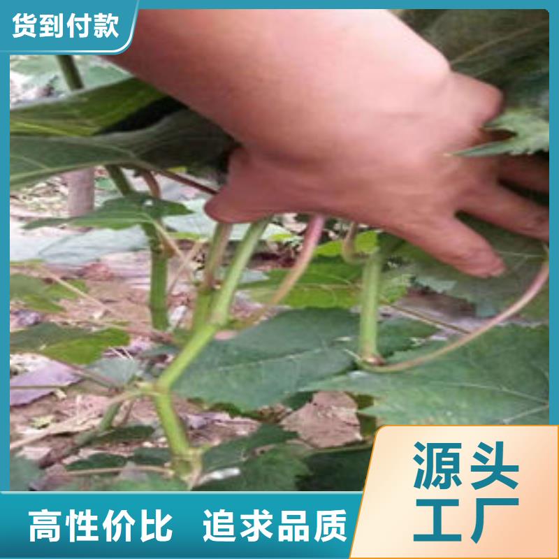 葡萄苗桃樹苗卓越品質(zhì)保障