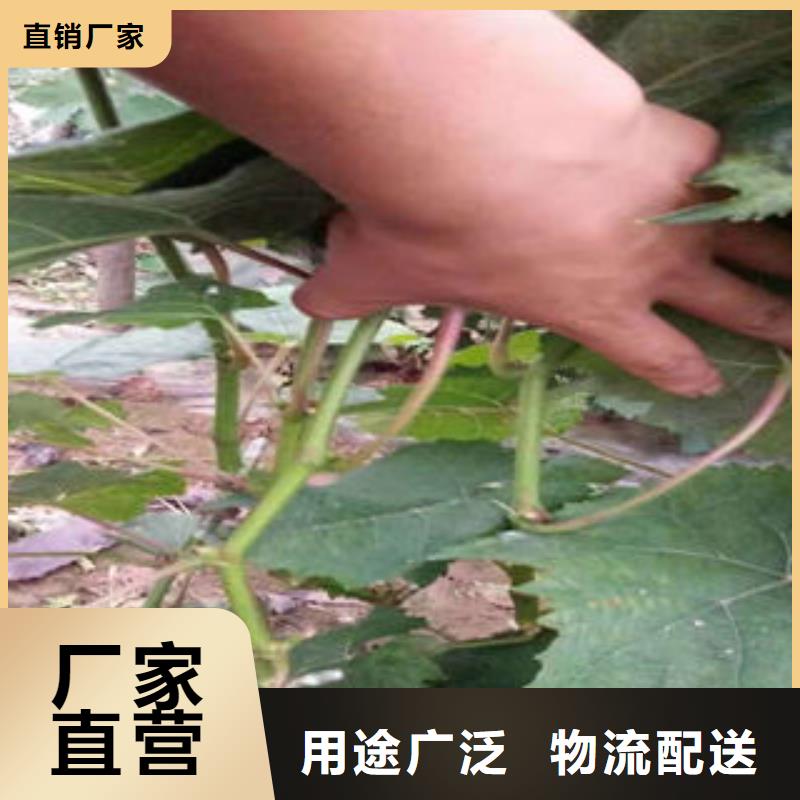 葡萄苗藍(lán)莓苗免費(fèi)寄樣