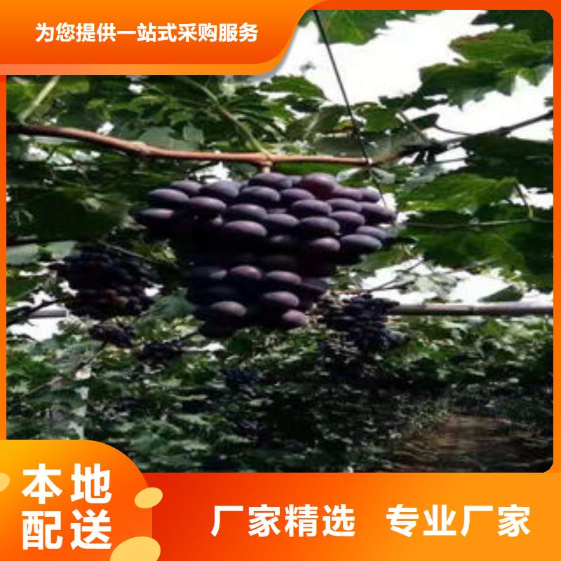 葡萄苗花椒苗一站式服务