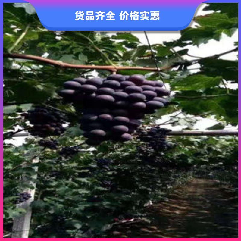 葡萄苗藍(lán)莓苗免費(fèi)寄樣