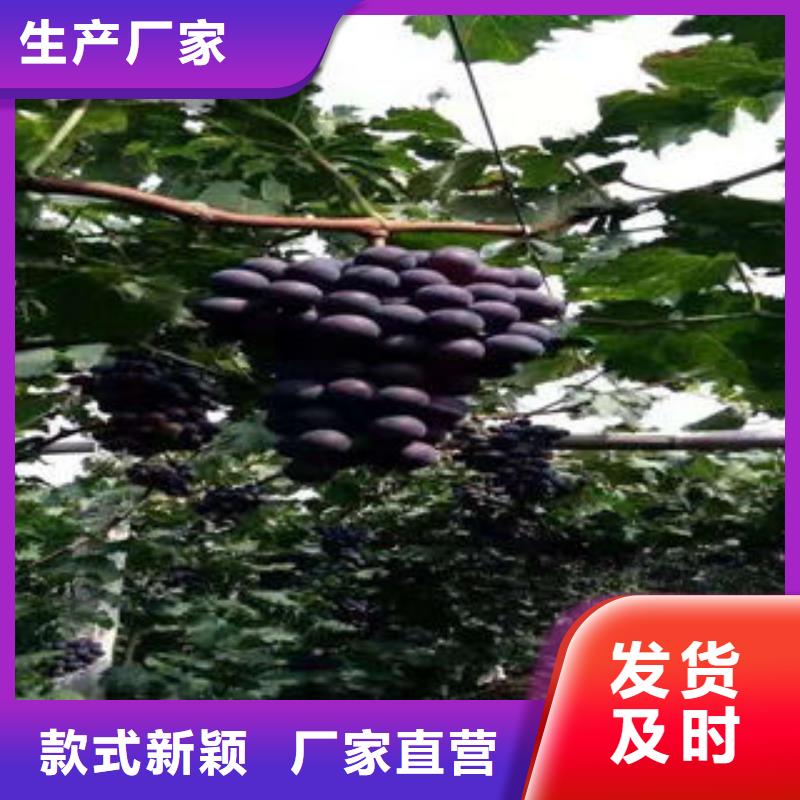 葡萄苗桃樹苗卓越品質(zhì)保障