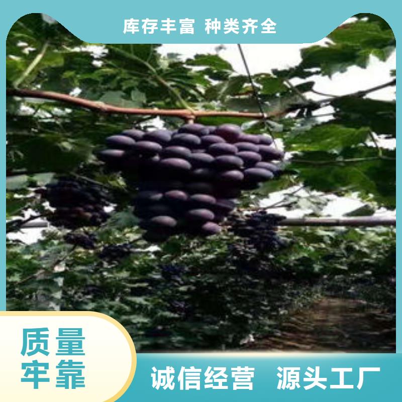葡萄苗梨树苗定制批发
