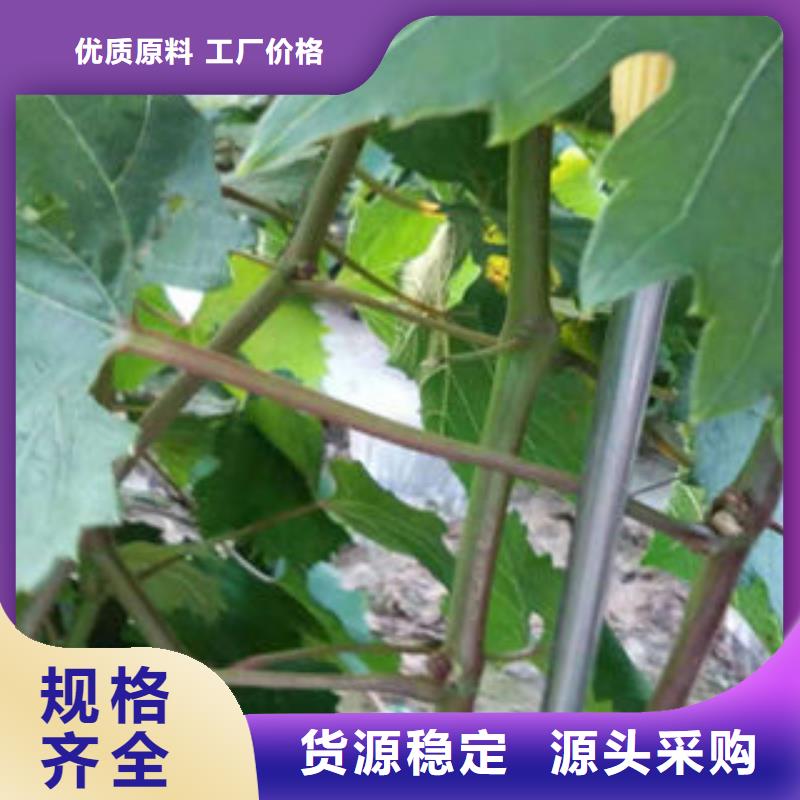 葡萄苗桃樹苗卓越品質(zhì)保障