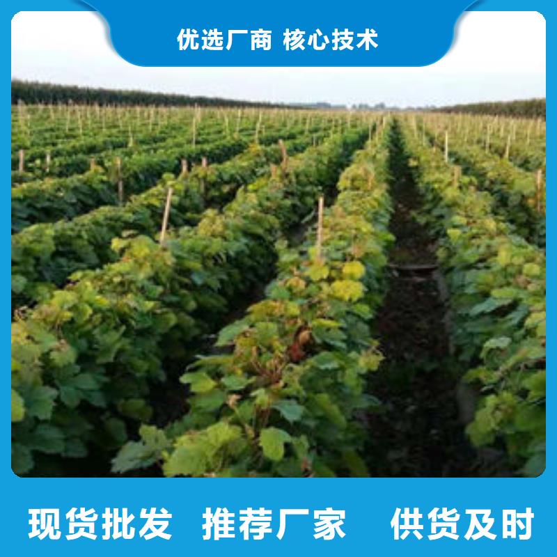 葡萄苗,桃樹苗0中間商差價