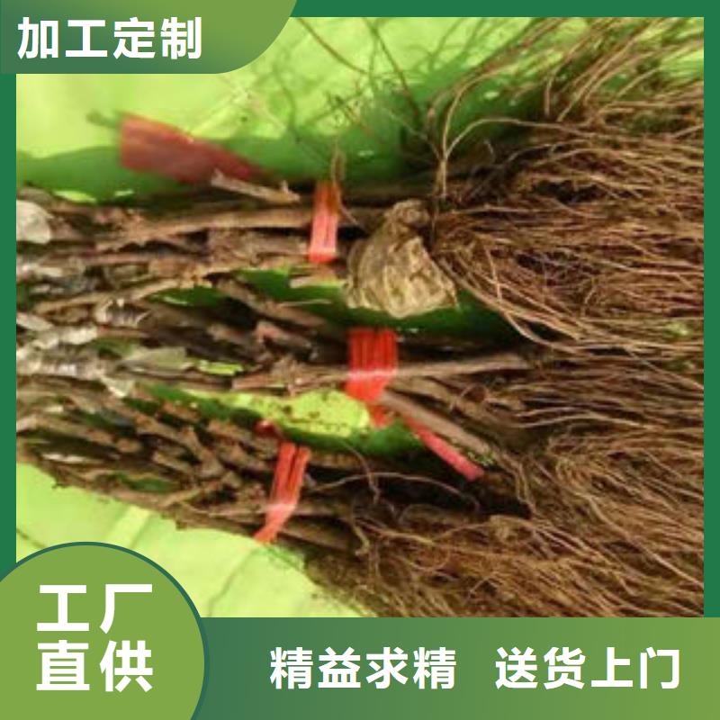 葡萄苗桃樹苗卓越品質(zhì)保障