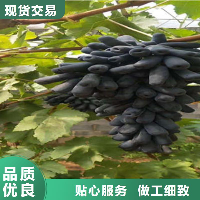 葡萄苗桃樹苗卓越品質(zhì)保障