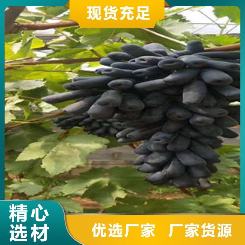 葡萄苗花椒苗一站式服务