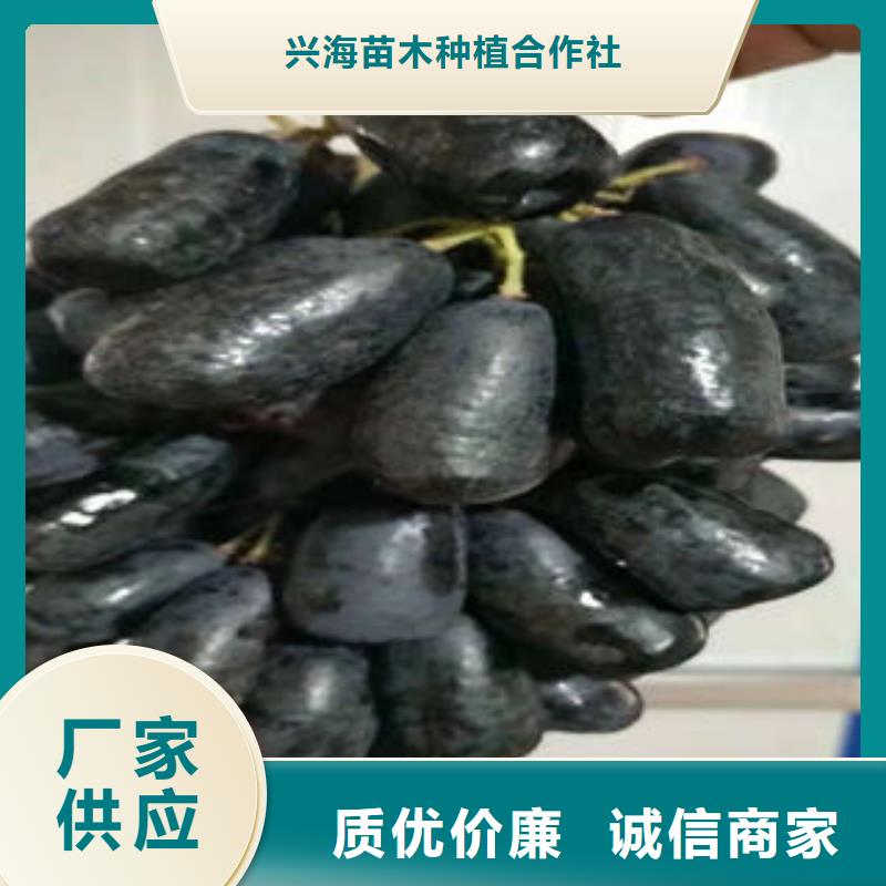 葡萄苗桃樹苗卓越品質(zhì)保障