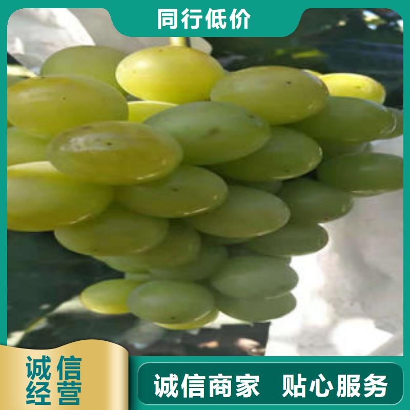 葡萄苗桃樹苗卓越品質(zhì)保障