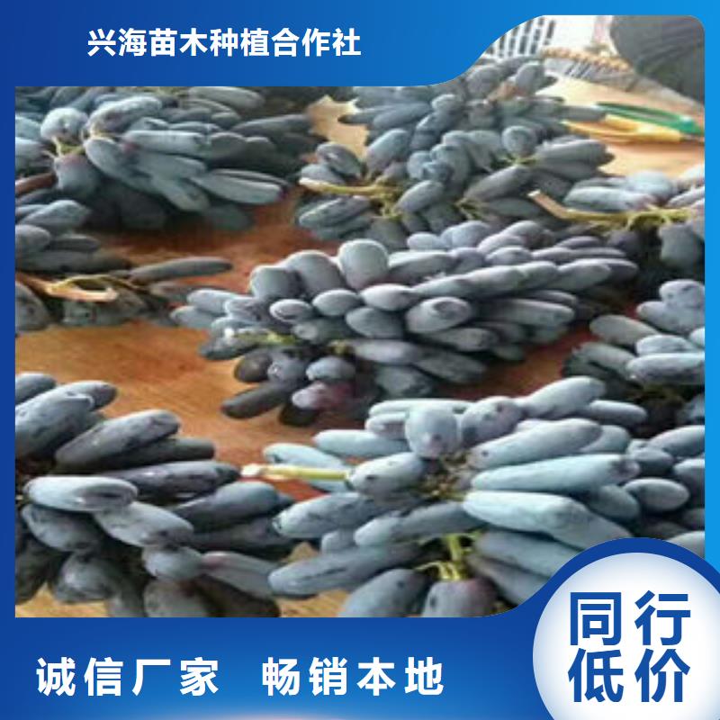 葡萄苗桃樹苗卓越品質(zhì)保障