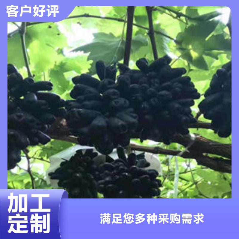 葡萄苗花椒苗一站式服务