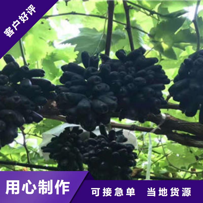 葡萄苗桃樹苗卓越品質(zhì)保障