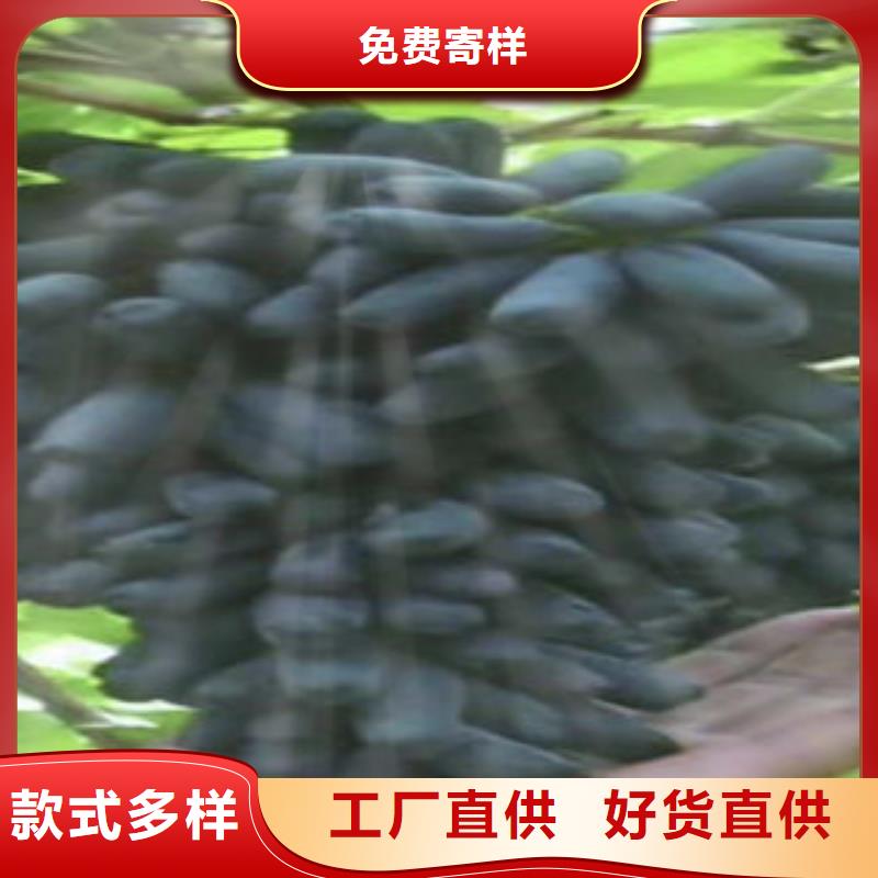 葡萄苗桃樹苗卓越品質(zhì)保障