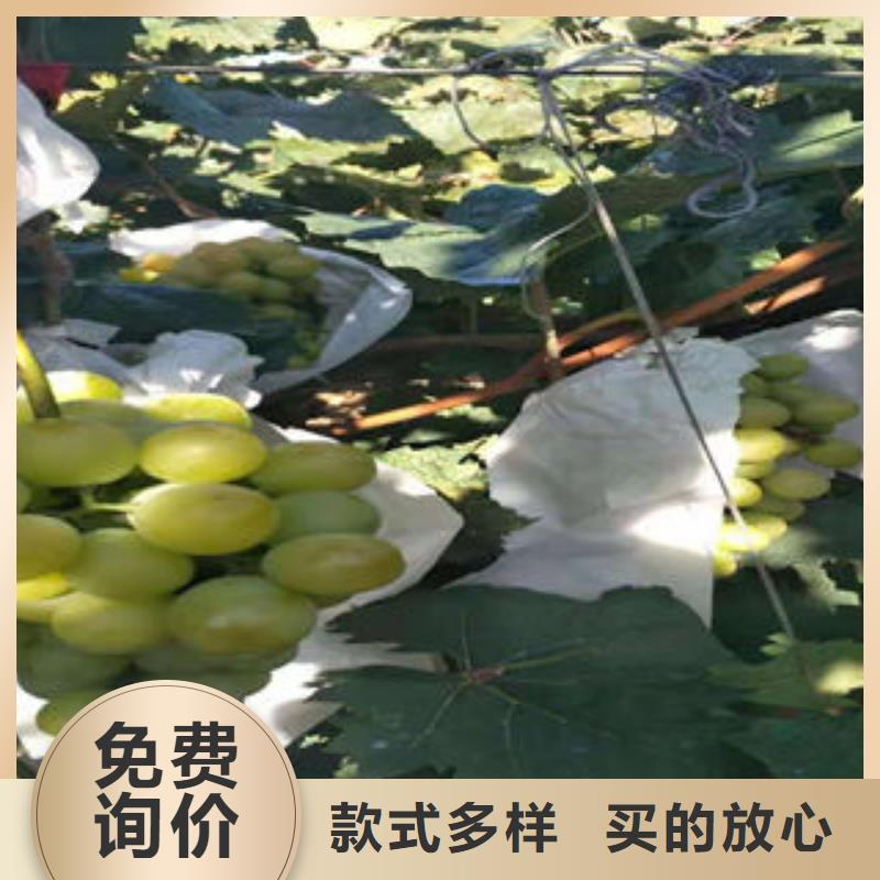 葡萄苗桃樹苗卓越品質(zhì)保障