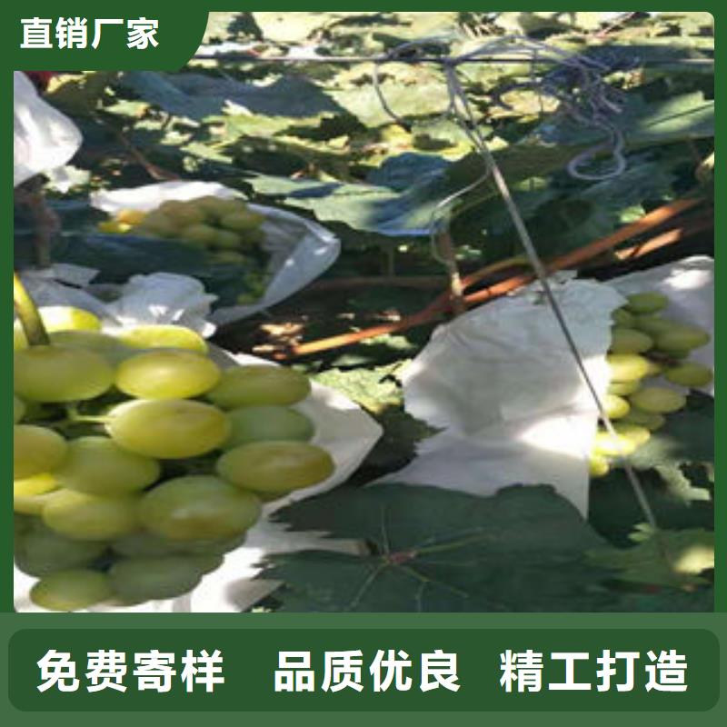 葡萄苗板栗苗大品牌值得信赖