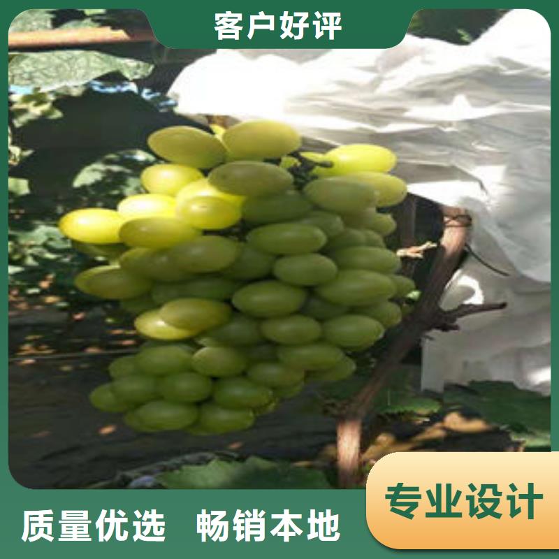 葡萄苗桃樹苗卓越品質(zhì)保障
