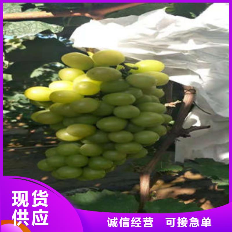 葡萄苗桃樹苗卓越品質(zhì)保障