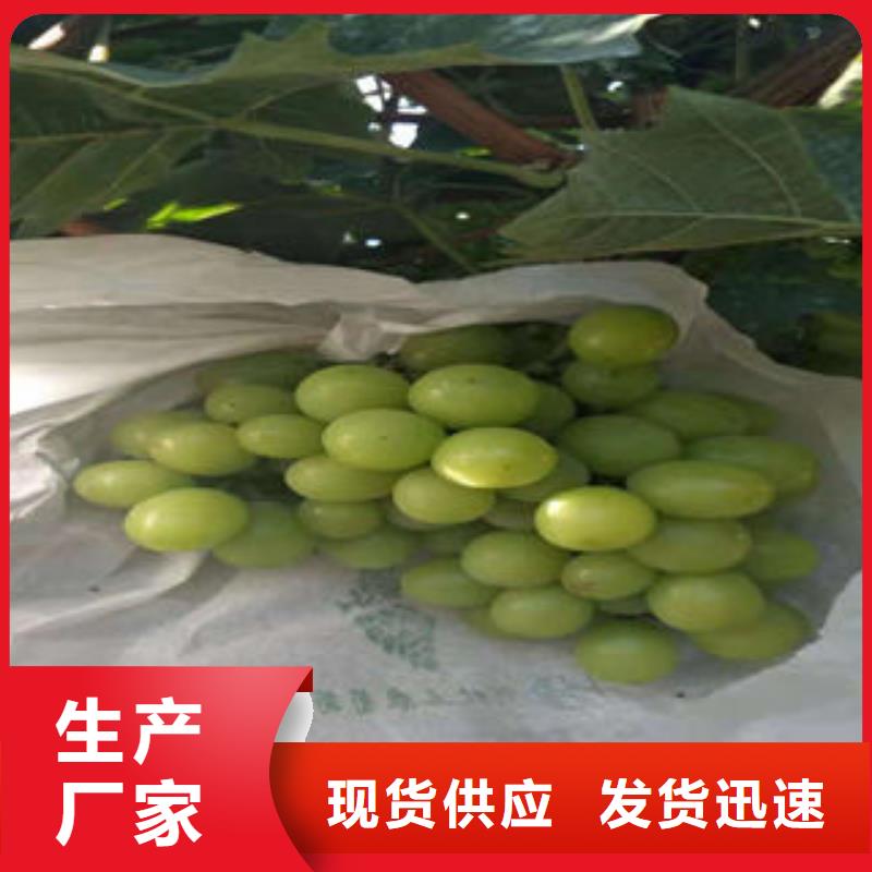 葡萄苗桃樹苗卓越品質(zhì)保障