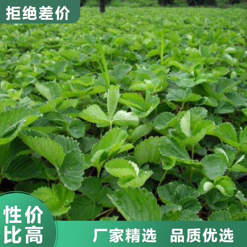 草莓苗,板栗苗从厂家买售后有保障