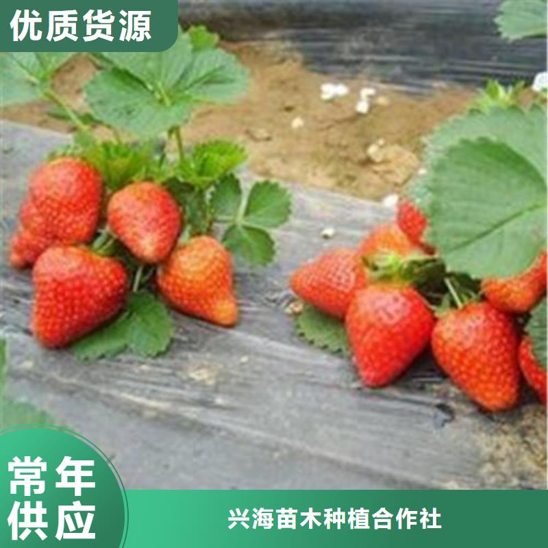 草莓苗梨樹苗訂制批發(fā)