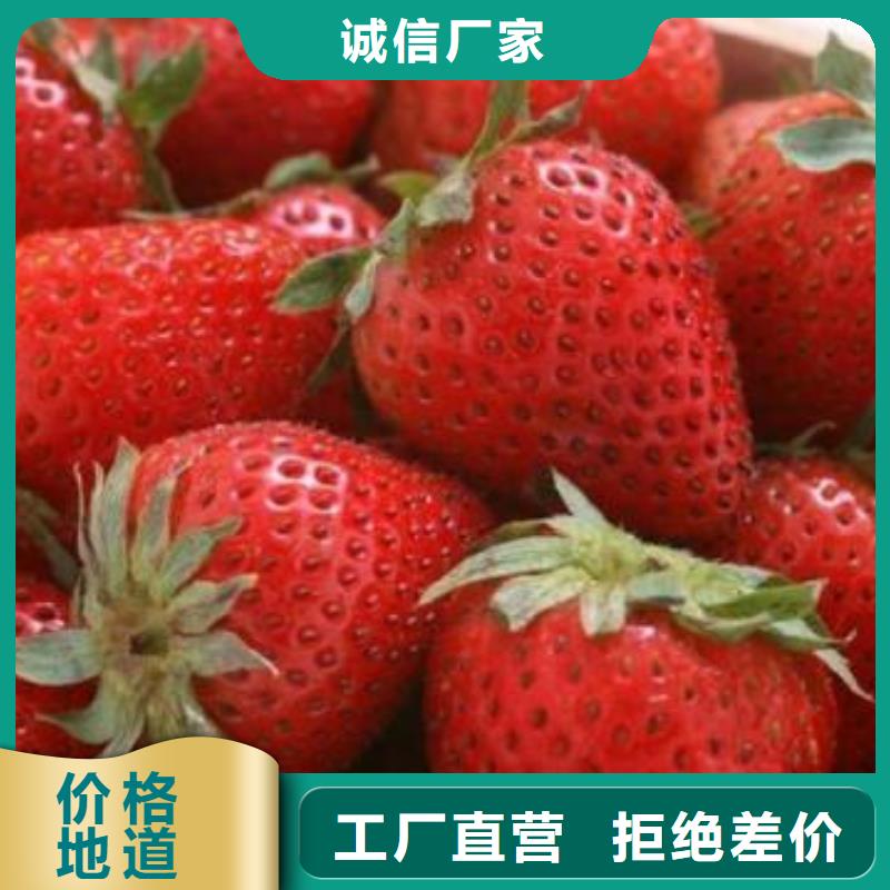 草莓苗,板栗苗从厂家买售后有保障