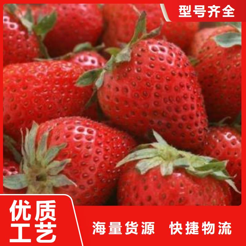 草莓苗,板栗苗从厂家买售后有保障