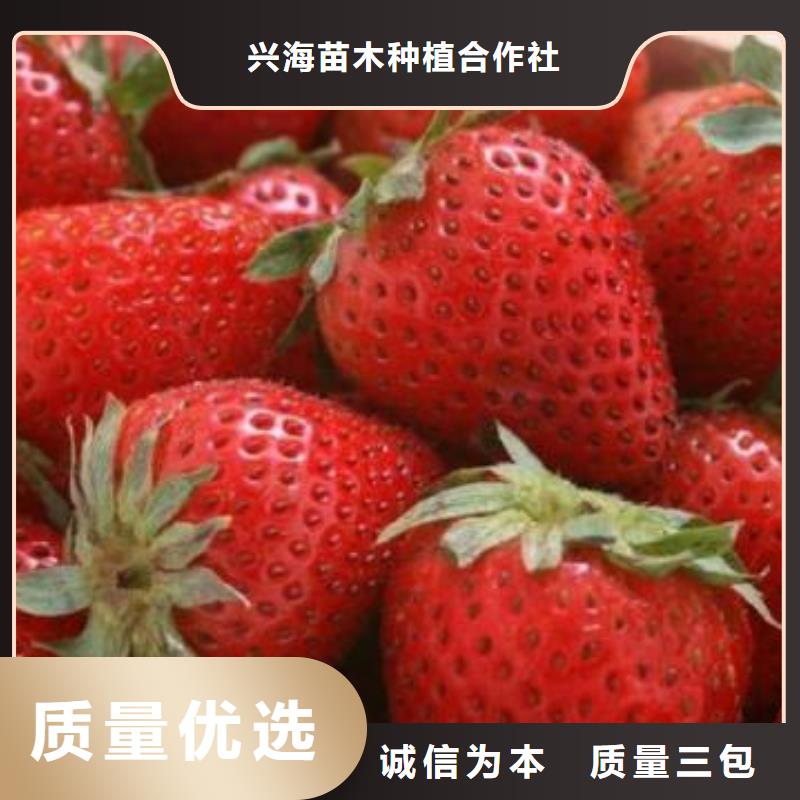 草莓苗桃樹苗現(xiàn)貨交易
