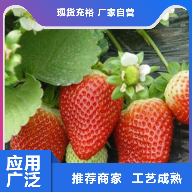 草莓苗李子苗多年行業(yè)經(jīng)驗