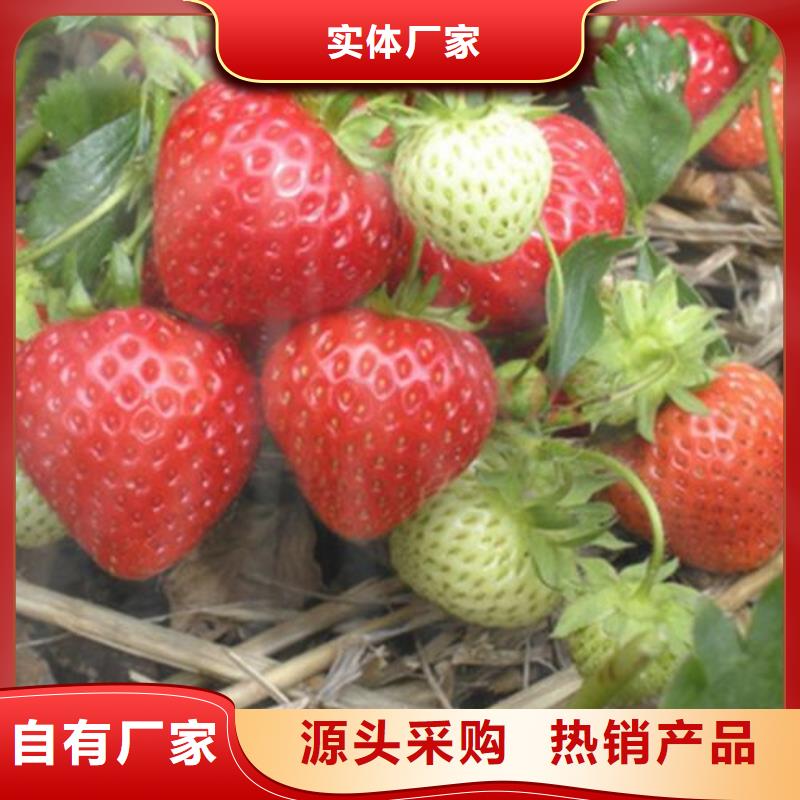 草莓苗山楂苗价格实在