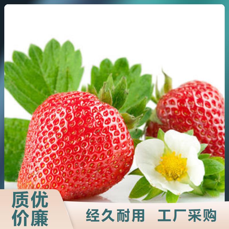 草莓苗桃树苗现货交易