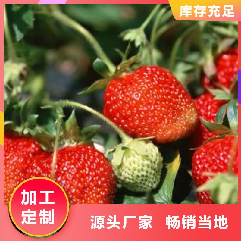 草莓苗-花椒苗廠家直銷放心