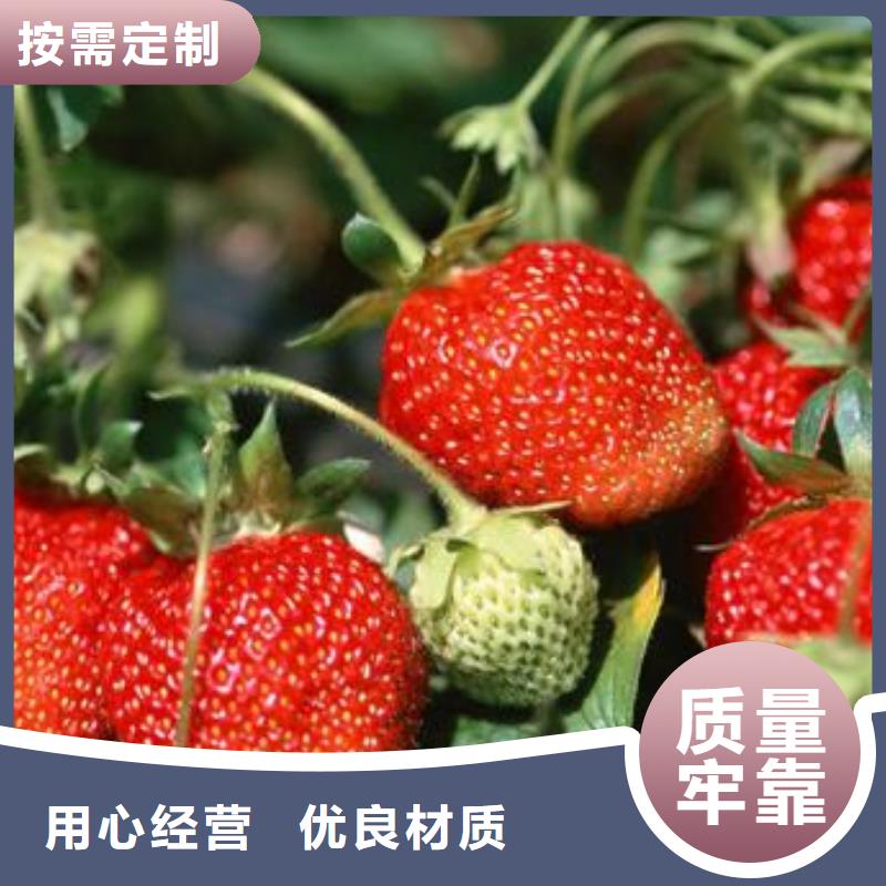 草莓苗李子苗质量不佳尽管来找我