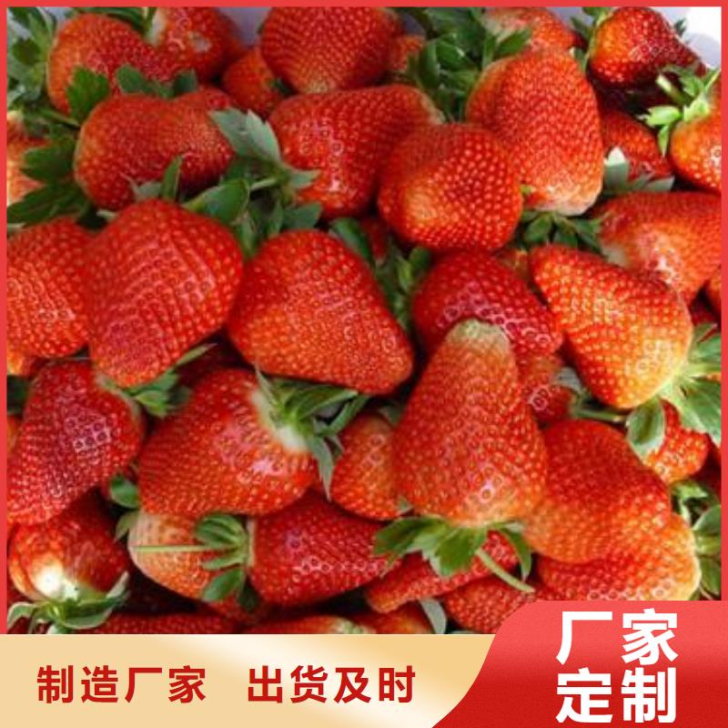 草莓苗山楂苗价格实在