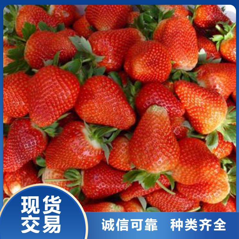 草莓苗李子苗多年行業(yè)經(jīng)驗