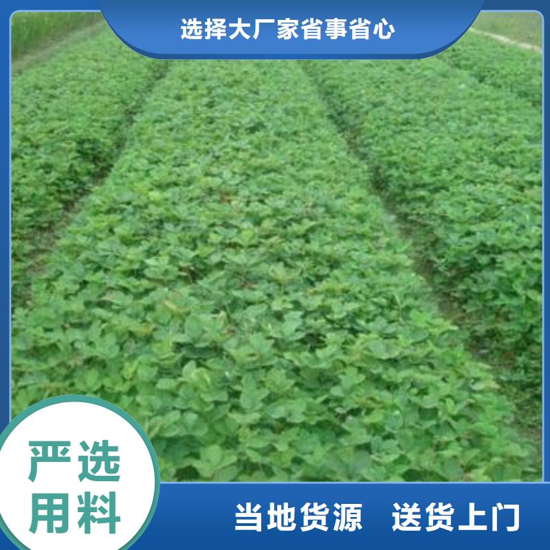草莓苗,板栗苗一站式廠家