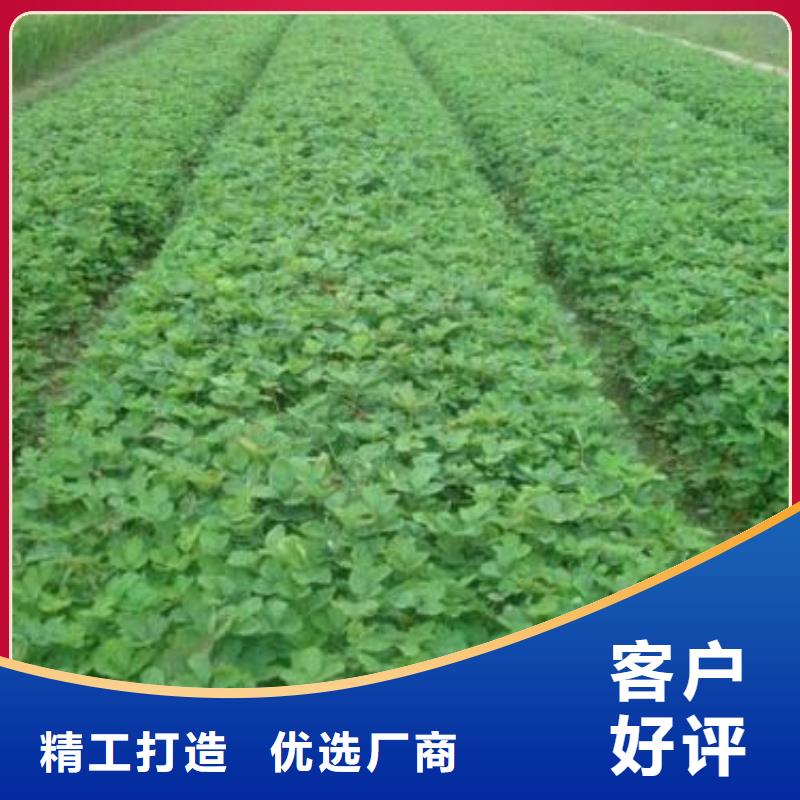 草莓苗-板栗苗品质保障价格合理