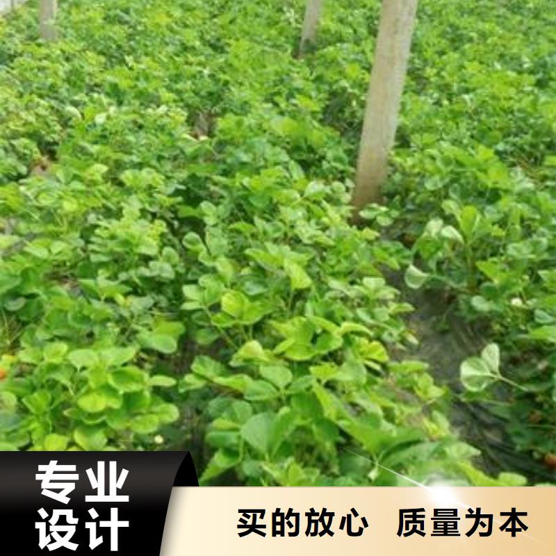草莓苗桃树苗现货交易