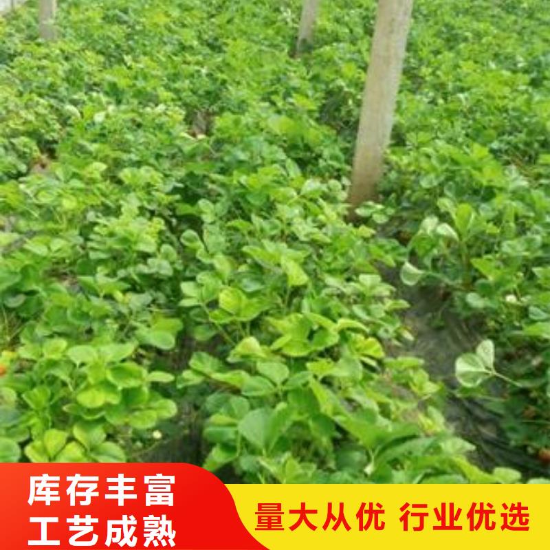 草莓苗山楂苗价格实在