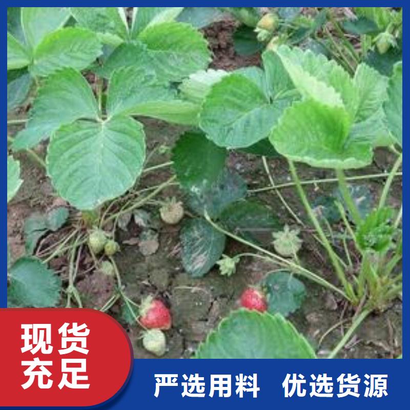 草莓苗-板栗苗品质保障价格合理