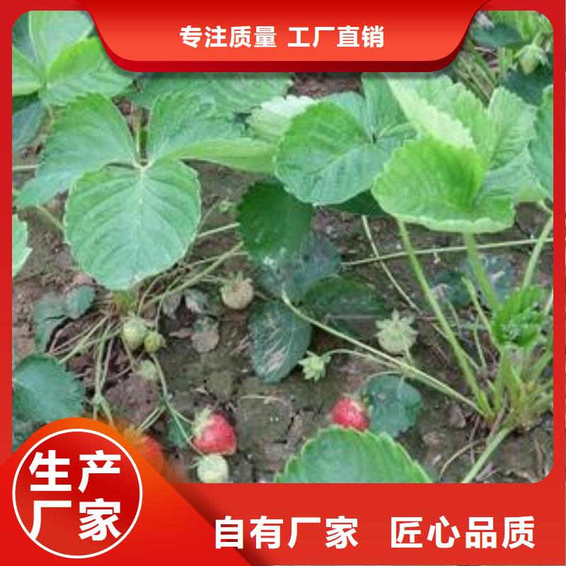 草莓苗山楂苗价格实在
