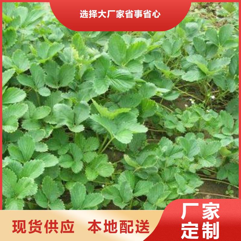 草莓苗,板栗苗从厂家买售后有保障