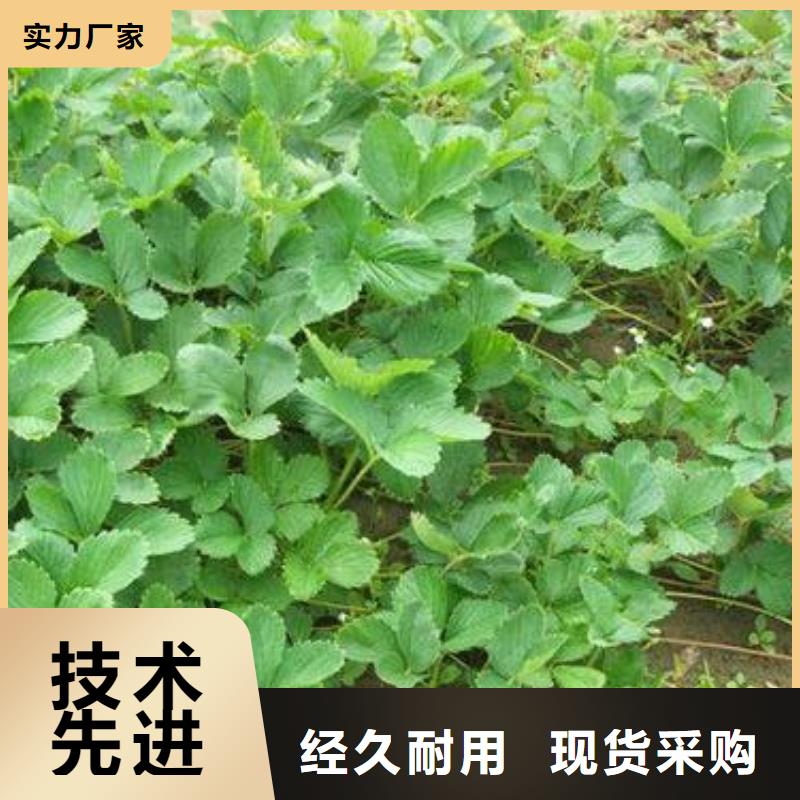 草莓苗-板栗苗品质保障价格合理