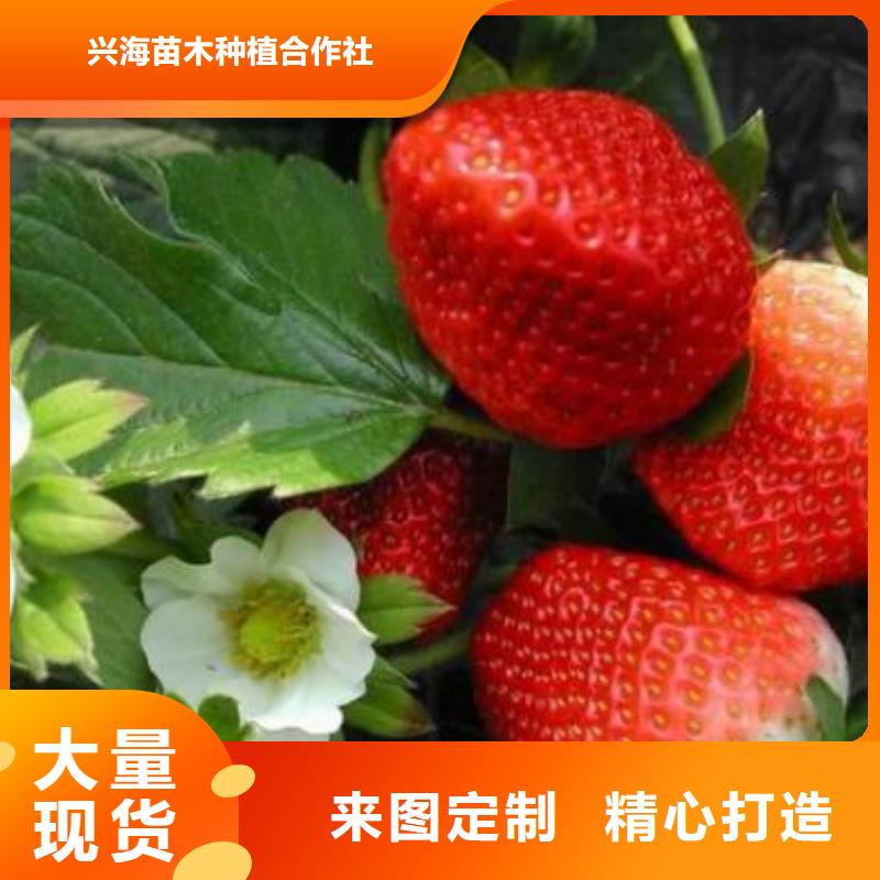 草莓苗花椒苗誠(chéng)信可靠